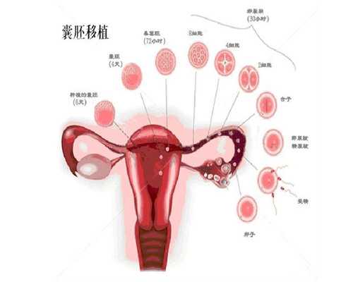 卵巢早衰供卵试管移植后怎么样保胎？